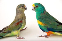 Load image into Gallery viewer, Felt feather garland-garlands-Rainbows and Clover-Galah - greys, cream, pink, peach, red-Rainbows and Clover