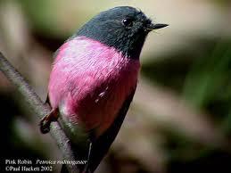 Pink and cream robin bird felt garland-garland-Rainbows and Clover-Rainbows and Clover